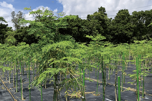 The nourishing value of moringa