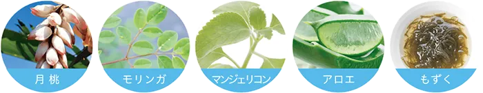月桃／モリンガ／マンジェリコン／アロエ／もずく